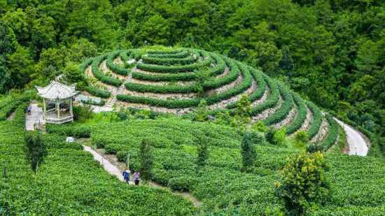 广西岑溪天晟茶业的百福山茶园