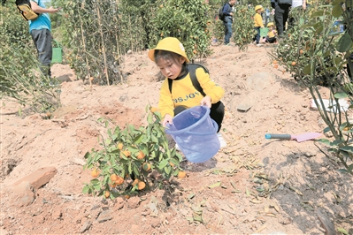 小朋友在回植年桔