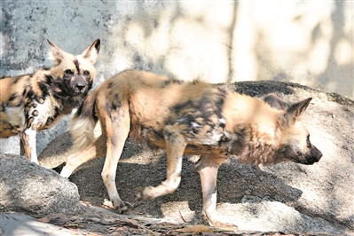 非洲野犬来到深圳野生动物园。