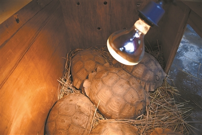 龟类保暖箱加装了电暖灯。