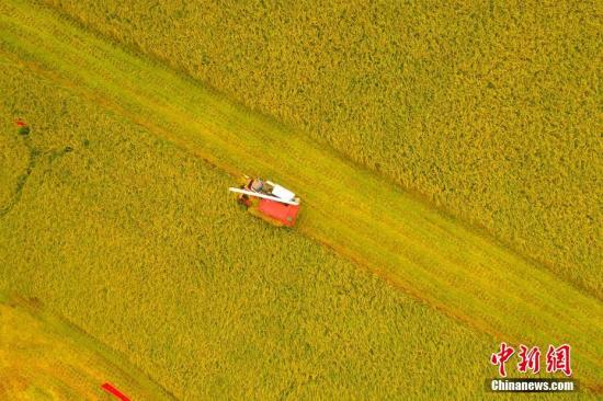 资料图：收割机驰骋在田间收割作业。周星亮 摄资料图：收割机驰骋在田间收割作业。周星亮 摄