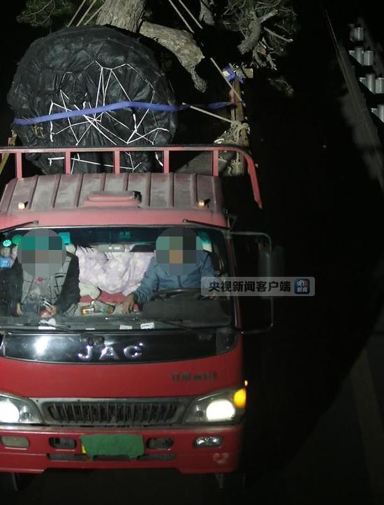 山西破盗挖大树案 破坏生态价值近千万元|生态