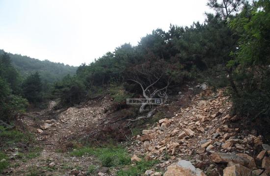 山西破盗挖大树案 破坏生态价值近千万元|生态