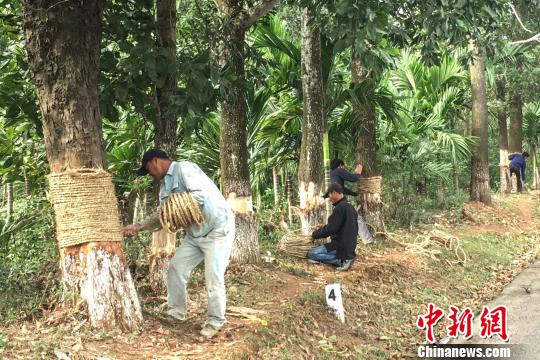 海南毁坏公路林嫌疑犯落网 100多棵树遭剥皮|