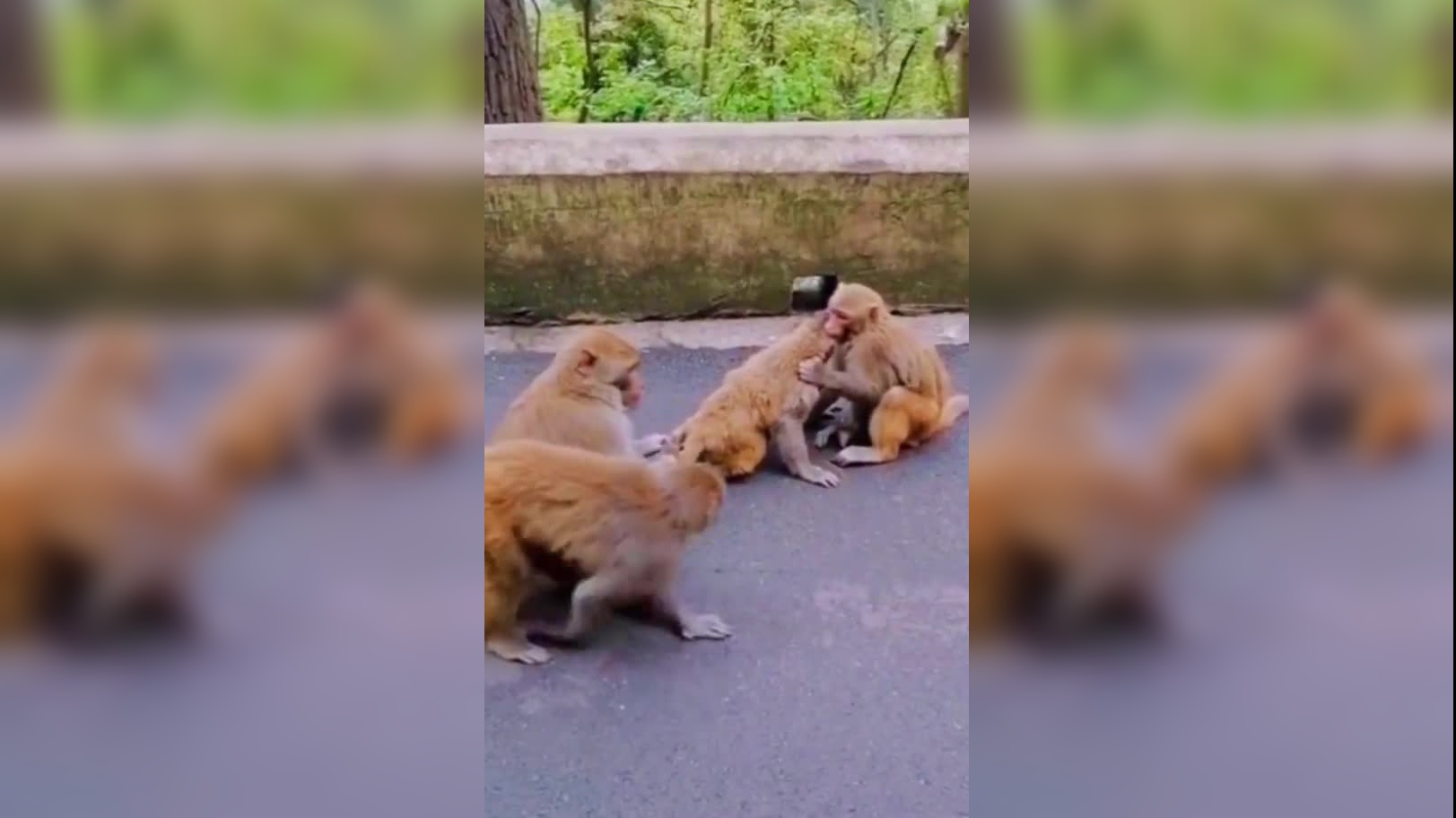 伦敦动物园为松鼠猴安排过情人节