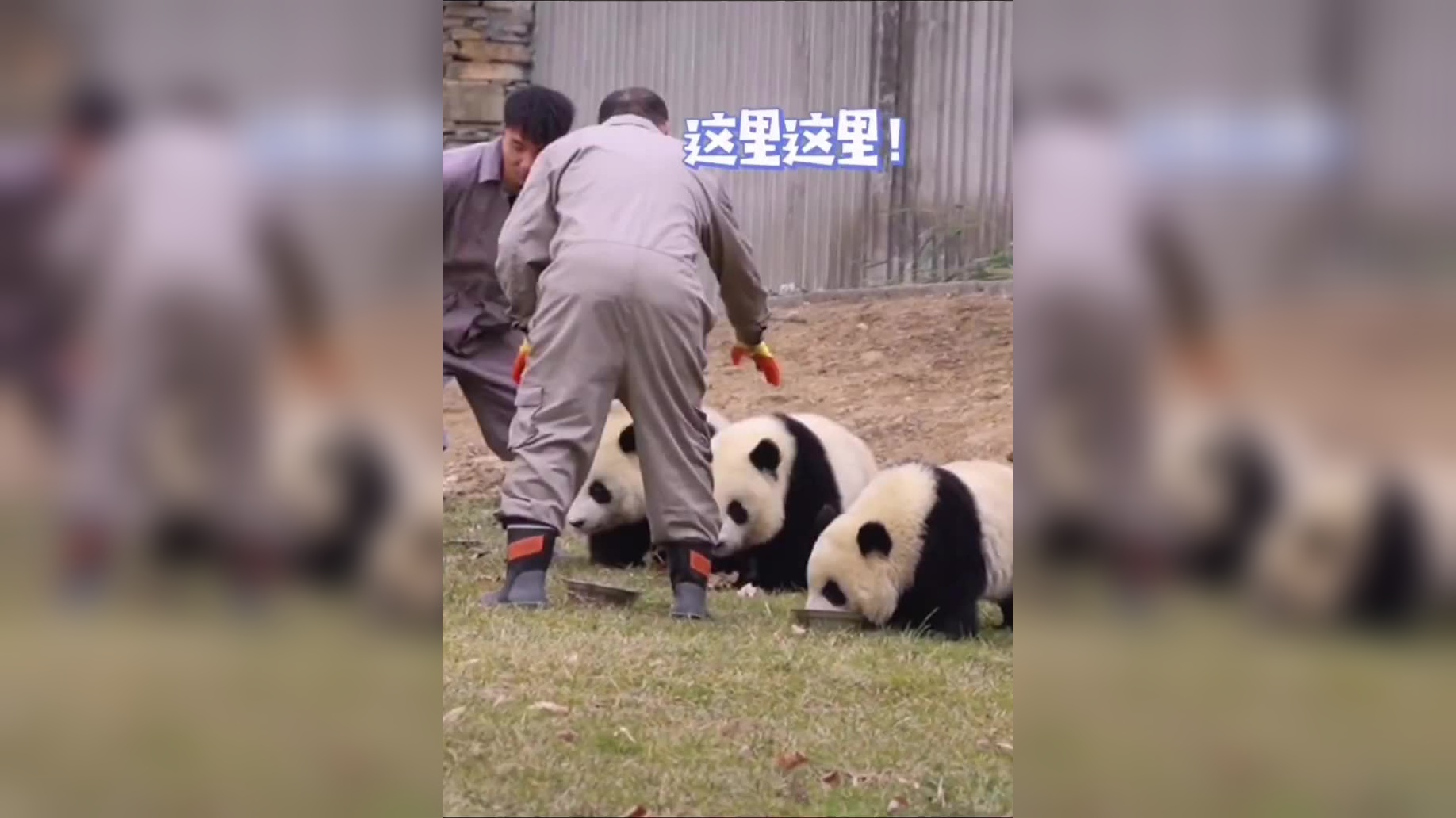 所有的小动物都是深藏不露啊 就跟咱们的熊猫干饭王们一样