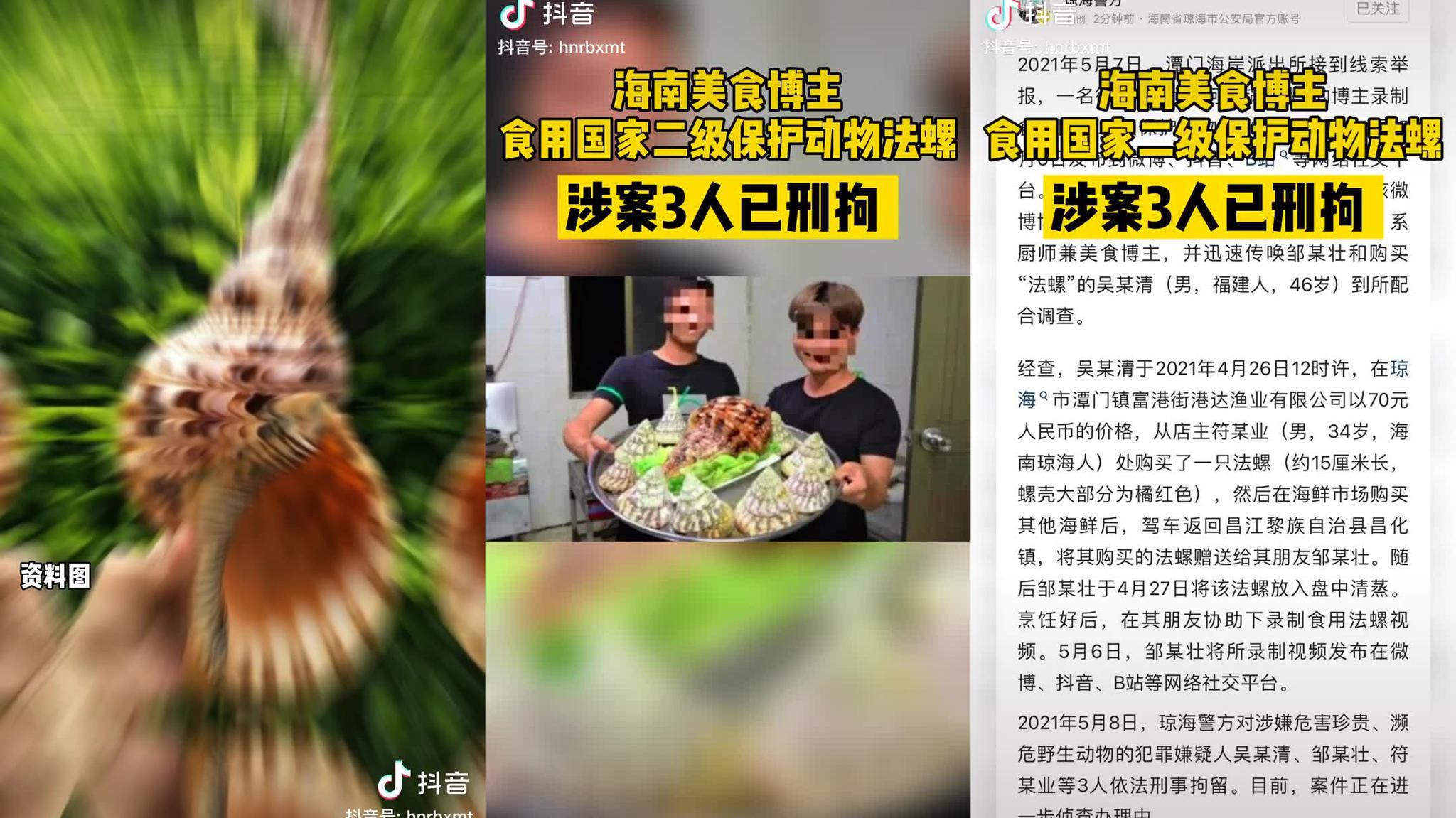 海南美食博主食用国家二级保护动物"法螺"!