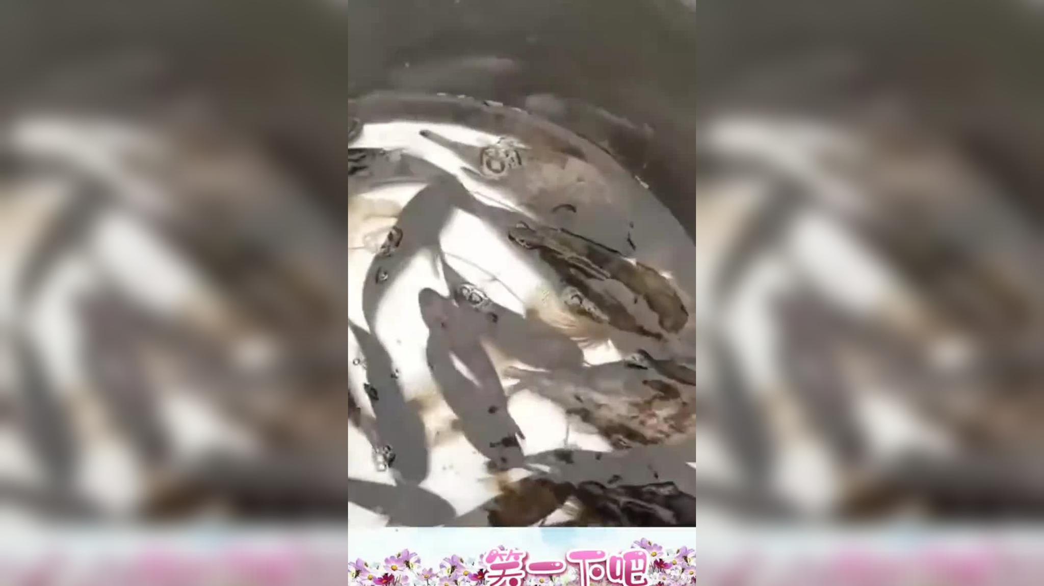 野生蛙除了可以吃,还可以用来配种?