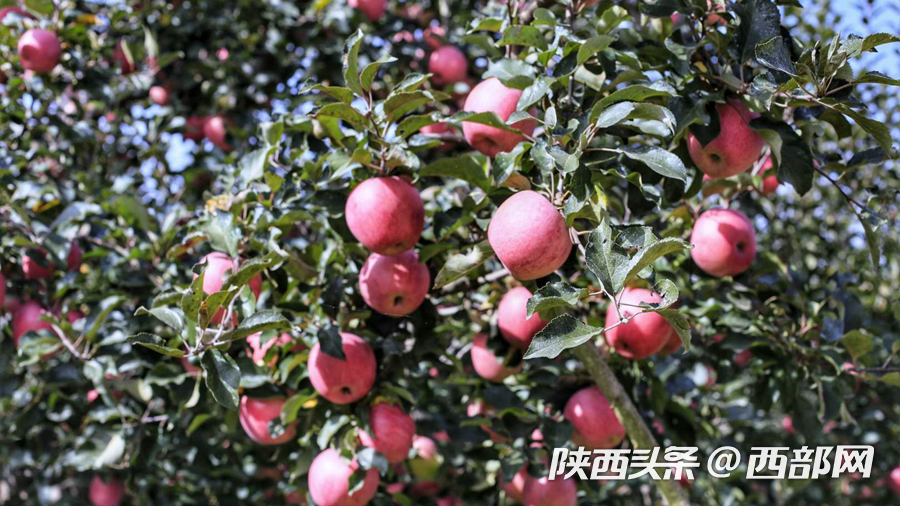 张洪镇下皇楼村的苹果已经成熟。