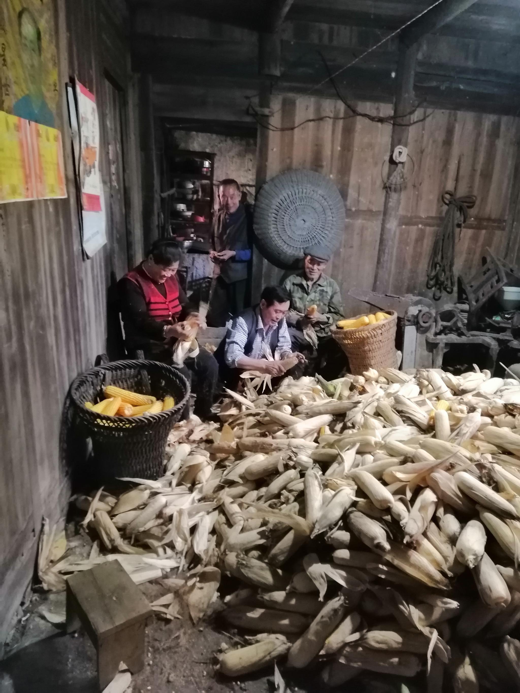图说，陈开红（中）在老乡家帮着收拾玉米