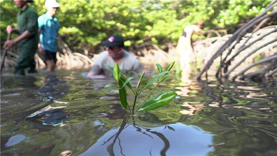  客人可以通过参与红树林种植活动,帮助保护皮皮岛充满活力的海岸生态系统
