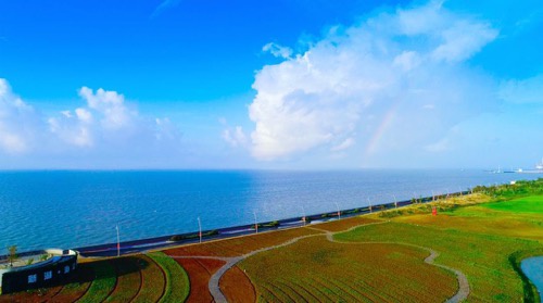 启东新湖·海上明珠四季花海实景