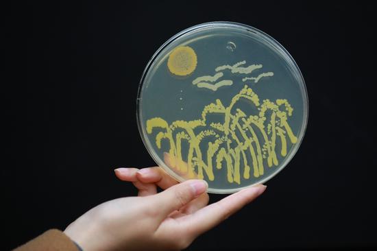 北京区复赛“生物环境”命题作品—细菌画《麦田》