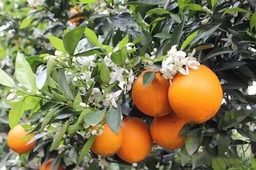 神奇的北续30°,成就了秭归一年四季有鲜橙