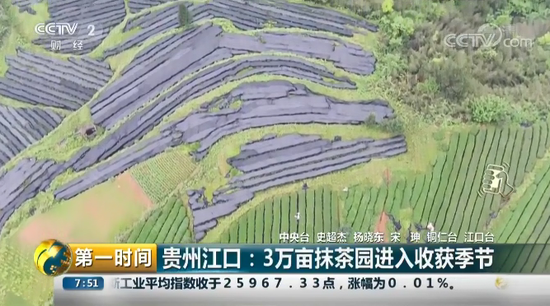 二、为什么贵州如此注重抹茶发展？