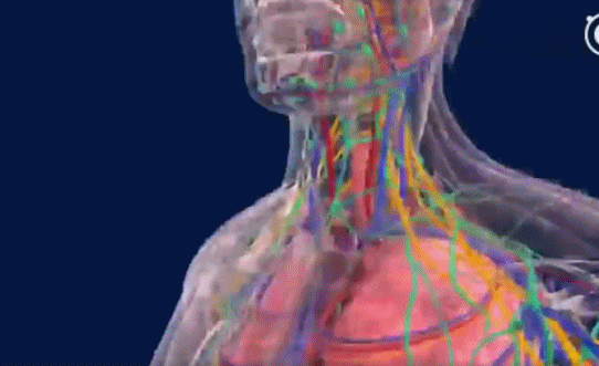 如果想要进一步了解某个器官的话，还可以剖析出你的内脏好好看看。