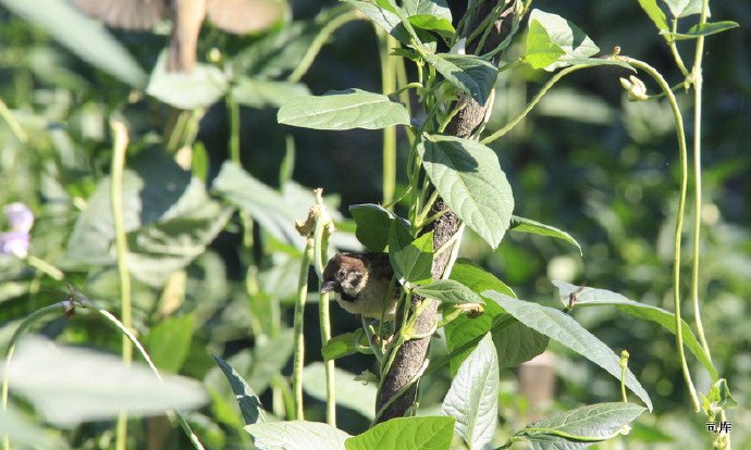 《远方的人》---刀郎