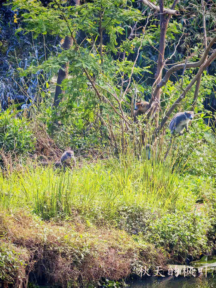 独一无二的狐猴【马达加斯加】