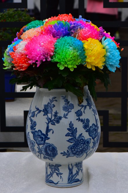 七律·七彩菊(新韵)