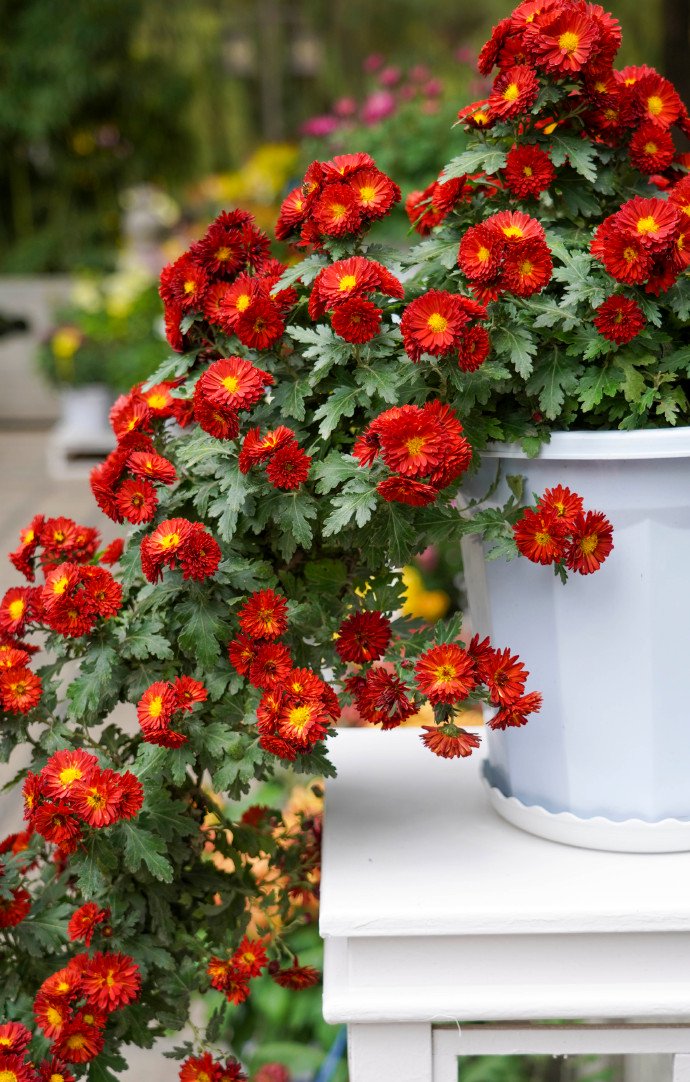 菊花（中）过客