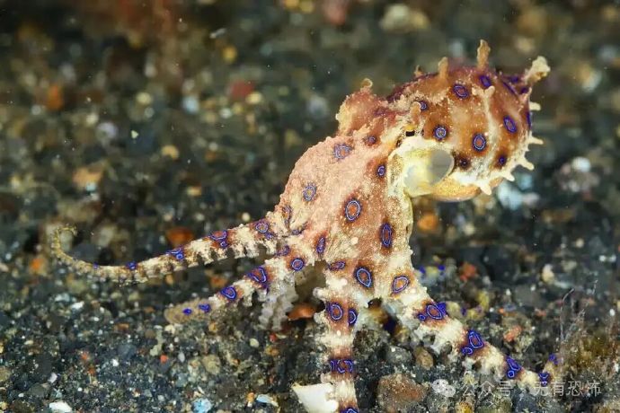 10种最危险的海洋生物