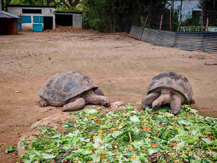 参观动物园【马达加斯加】