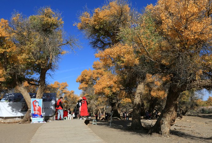 【额济纳】四道桥的英雄林