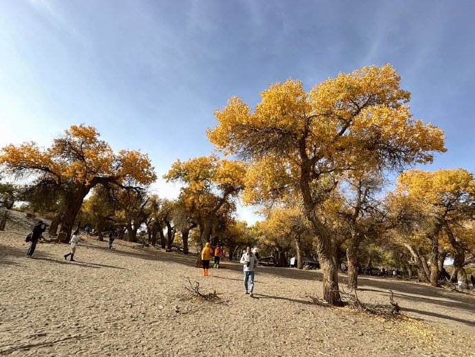 【内蒙古额济纳旗】四道桥：英雄林里品咖啡