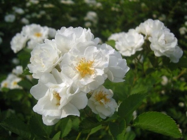 刘宇宁：不一样的开到荼蘼，最通透的人间清醒本该如此