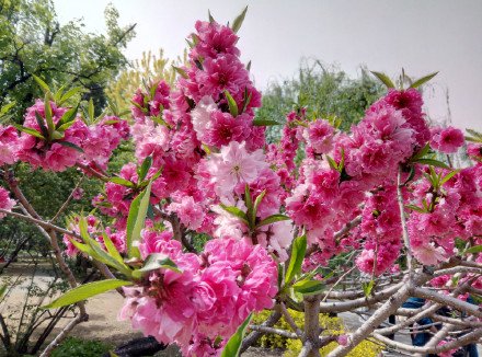 【原创】读诗人海凝《笑傲春风的桃花》题照