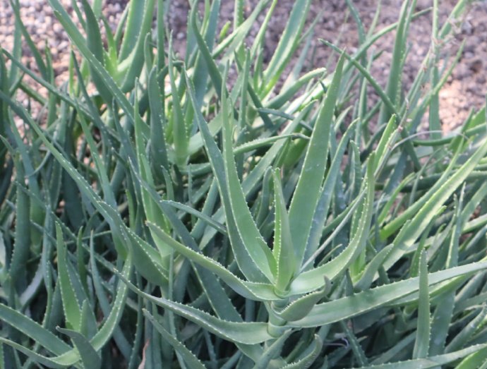 百花58.92德卡里芦荟传天下（七律）