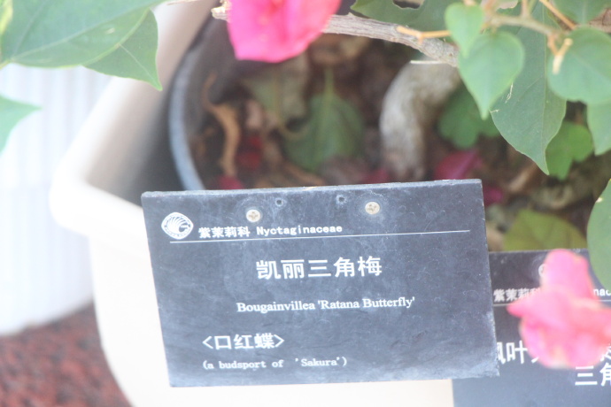 华南国家植物园、勒杜鹃、凯丽三角梅