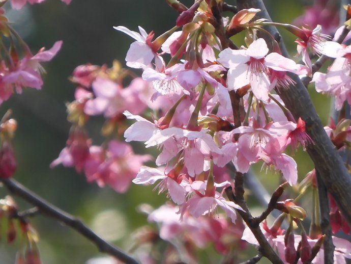 上海世纪公园局部揽胜（之三）