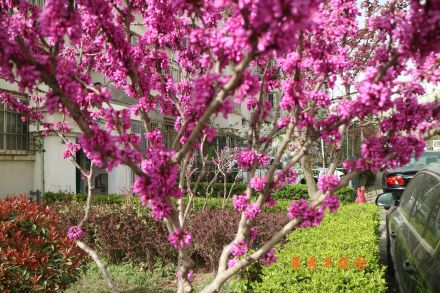 【原创】读诗人默兄《赏读微信禅行诗草-李花》有感