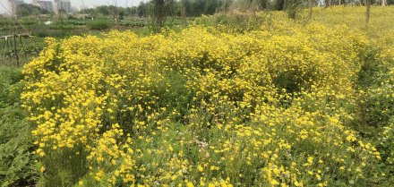 80@365摩拳擦掌待春耕