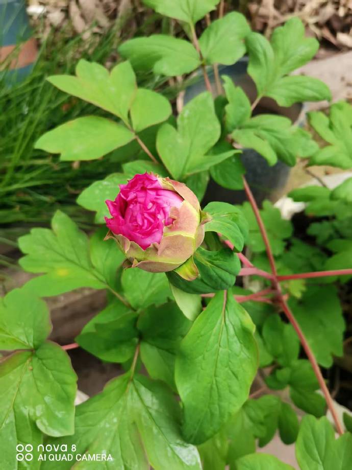 万物苏醒的阳春三月，家栽的风信子，郁金香，海棠花，紫金花，牡丹花先后露出了“芳容”，“笑”得阳