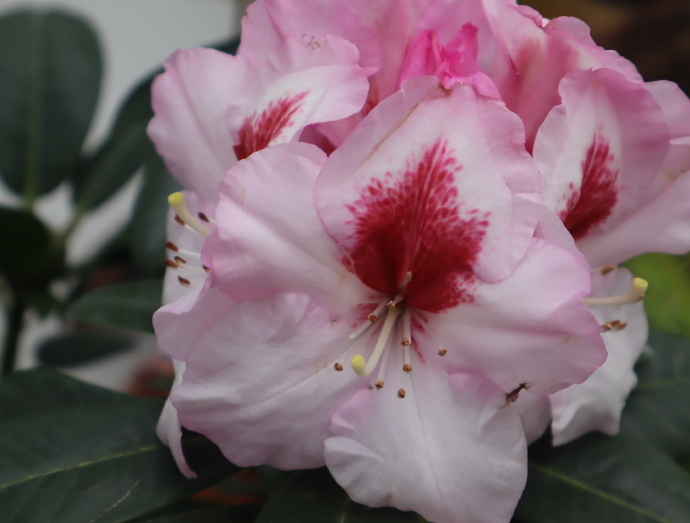 百花61.7王冠杜鹃秀可餐（七律）