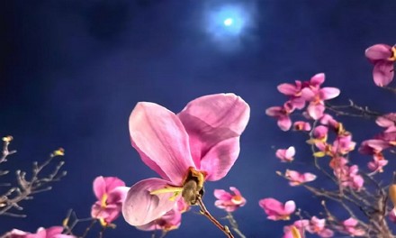 【词林正韵】临江仙·和一路芬芳（月下玉兰）