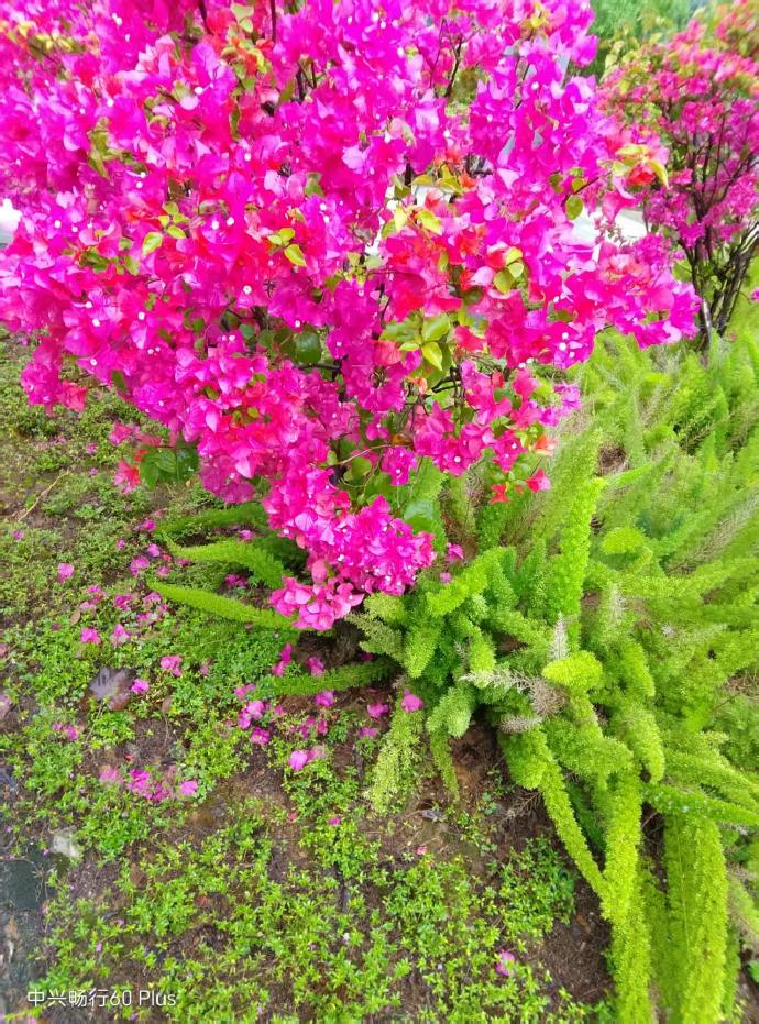 蝶恋花.落花