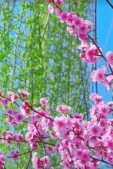 长相思·暮春念