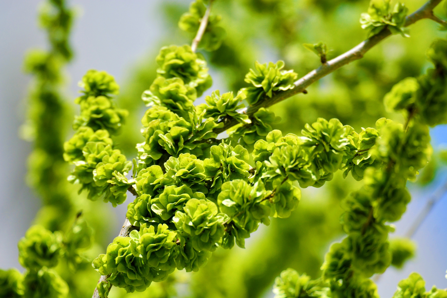 开花的榆树枝 绿色花序 - Pixabay上的免费照片 - Pixabay
