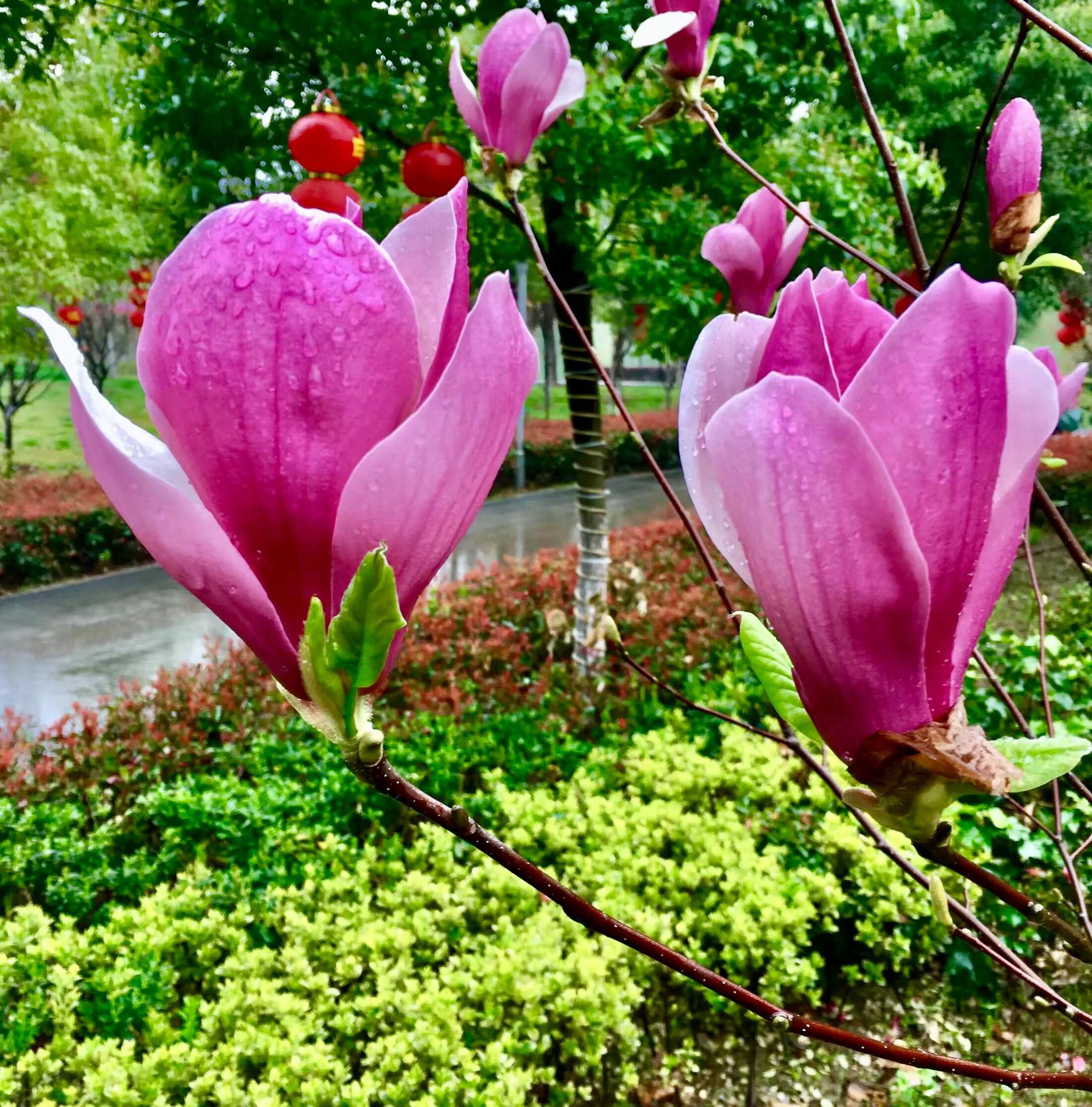 花卉摄影·紫玉兰