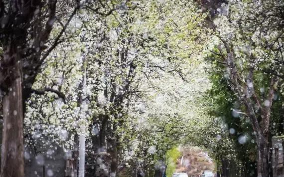 一夜间花开成海！川西这条即将被春花攻陷的环线，老司机必藏！