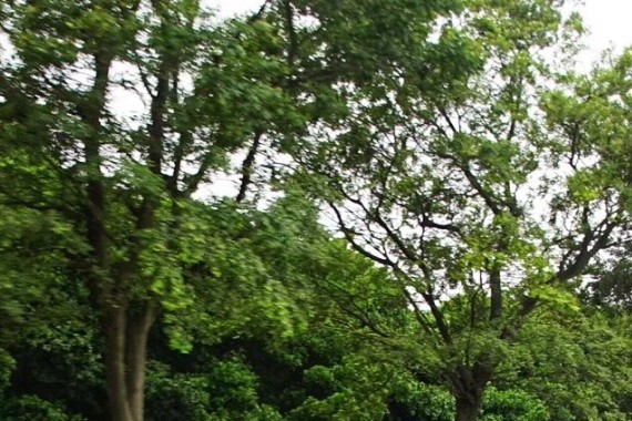 试驾 | 阴雨天空中的一缕阳光，试驾全新一代朗逸