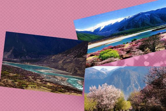 丹巴梨花，林芝桃花，川藏南线赏花之旅！