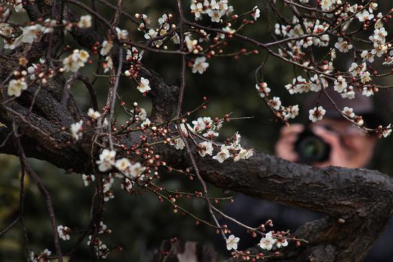 一抹暗香惹人醉！2月的苏州，你不可错过的花事都在这！