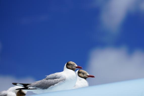 面对高反，我们租车自驾游行走川藏线必须要知道怎么应对