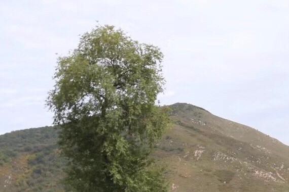 近期“斯巴鲁“动态汇总，都在这个专题里