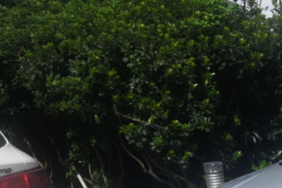 定制淘车恭喜检车无忧上海淘车团队