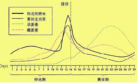 性欲 生理 後